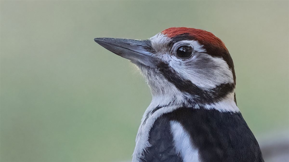 Great Spotted Woodpecker