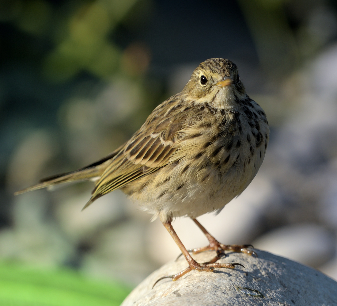 Meadow Pipit
