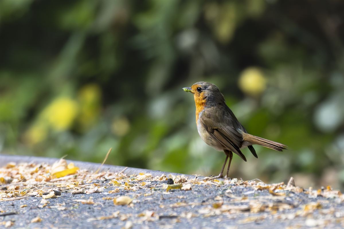 European Robin