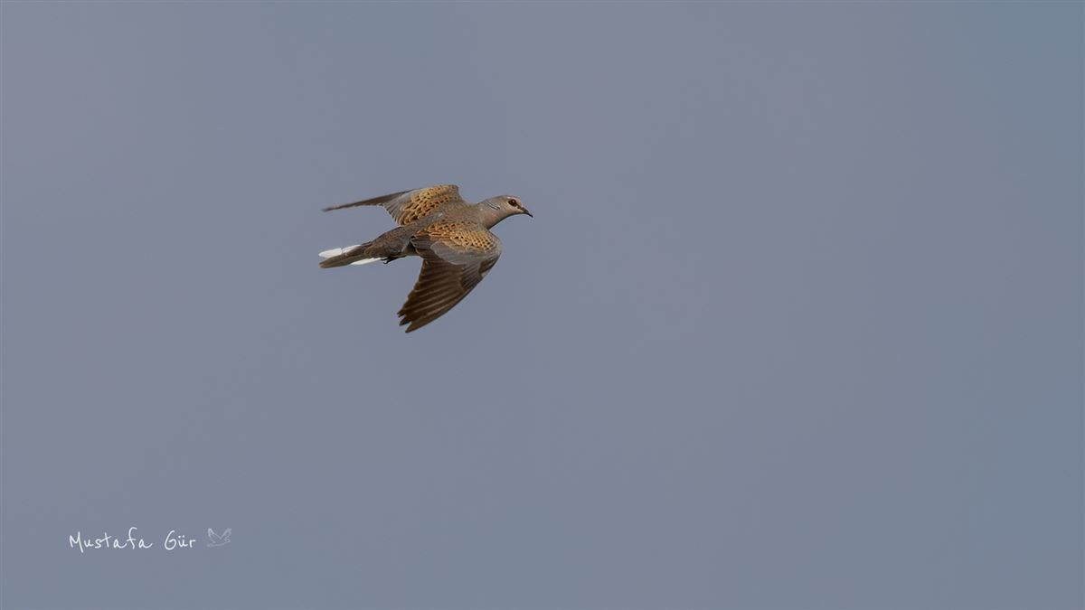 European Turtle Dove