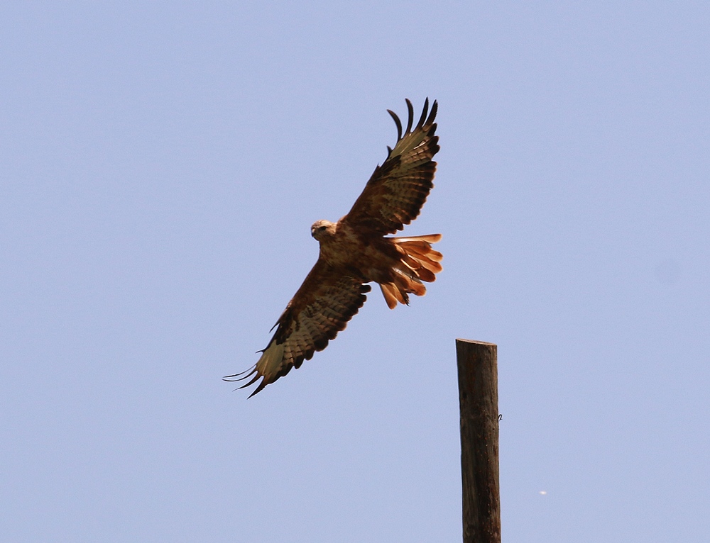 Long-legged Buzzard