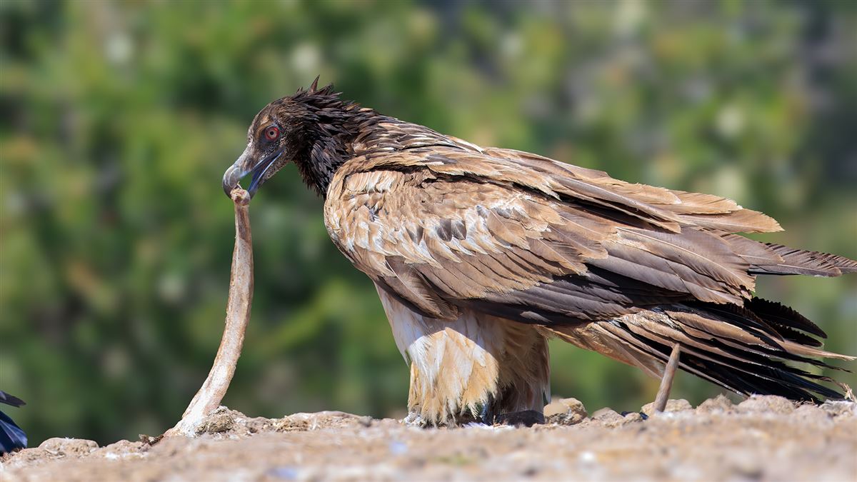 Bearded Vulture