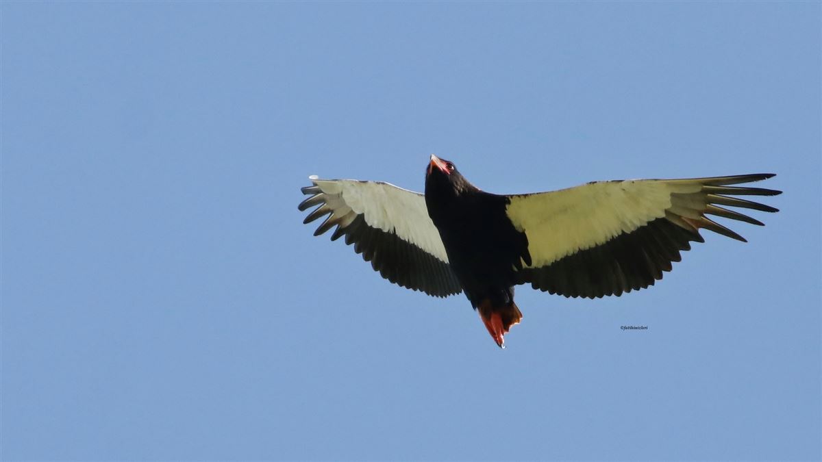 Bateleur