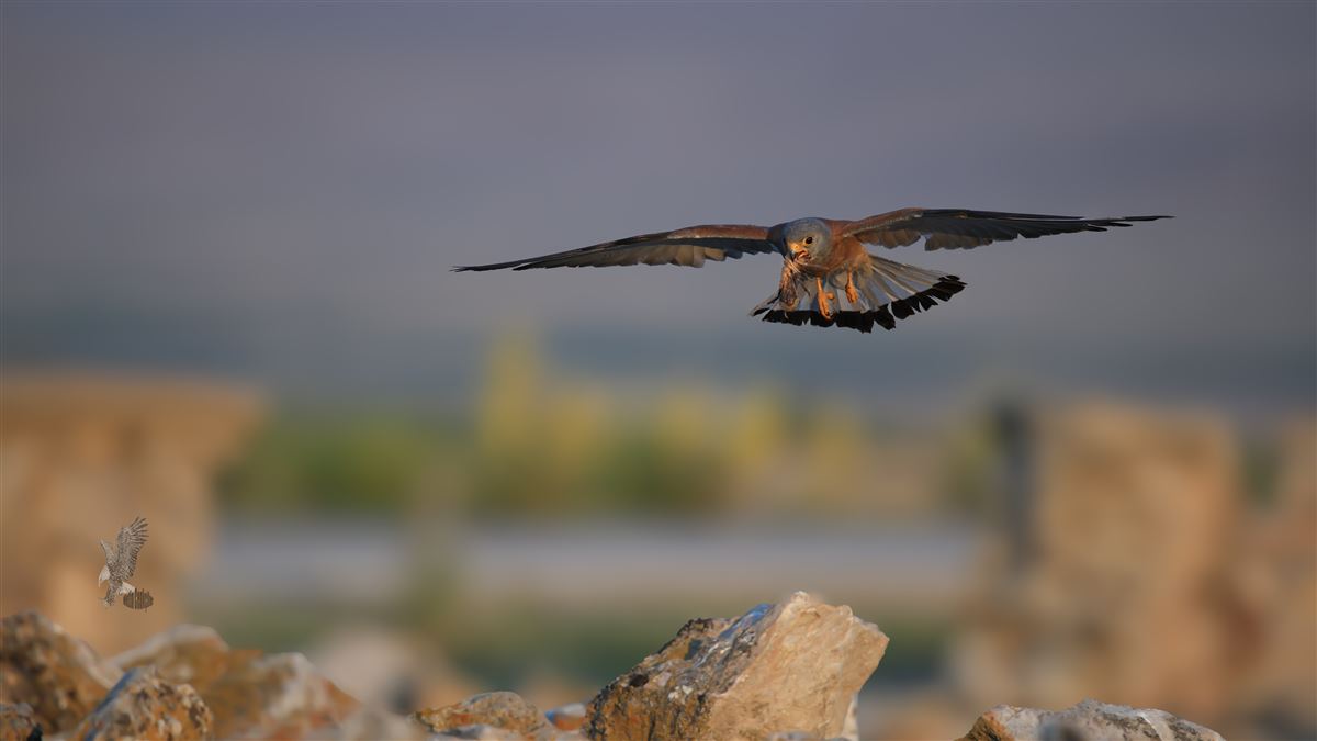 Lesser Kestrel