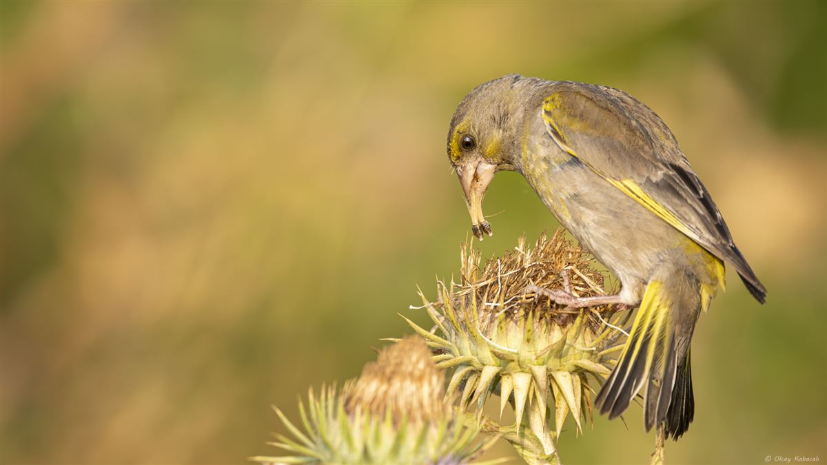 European Greenfinch