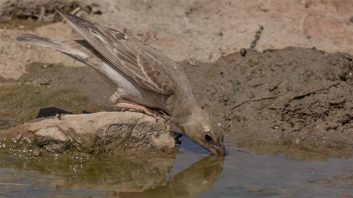 Pale Rockfinch