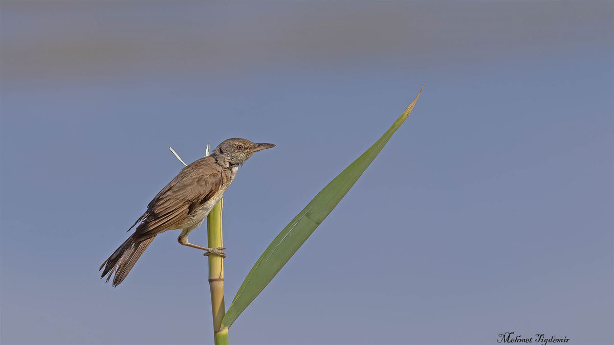 Great Reed Warbler