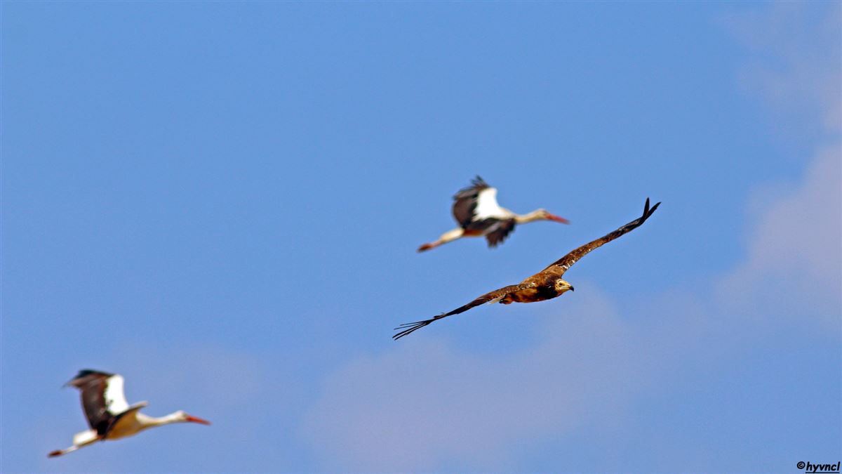 White Stork