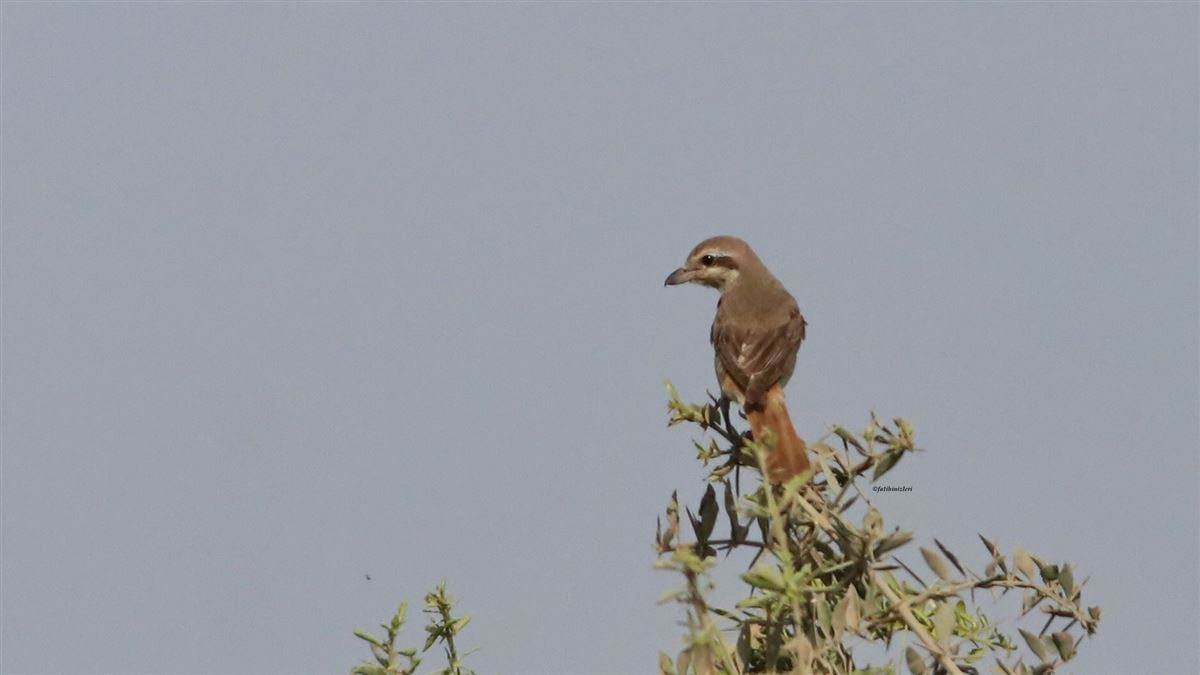 Red-tailed Shrike