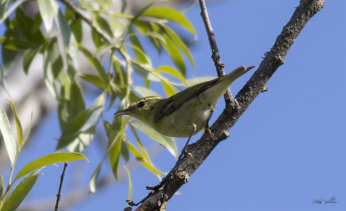 Green Warbler