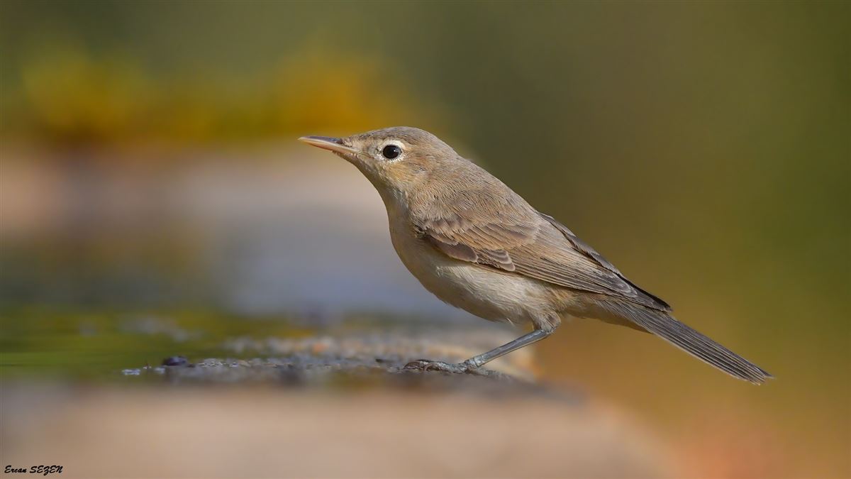 Eastern Olivaceous Warbler