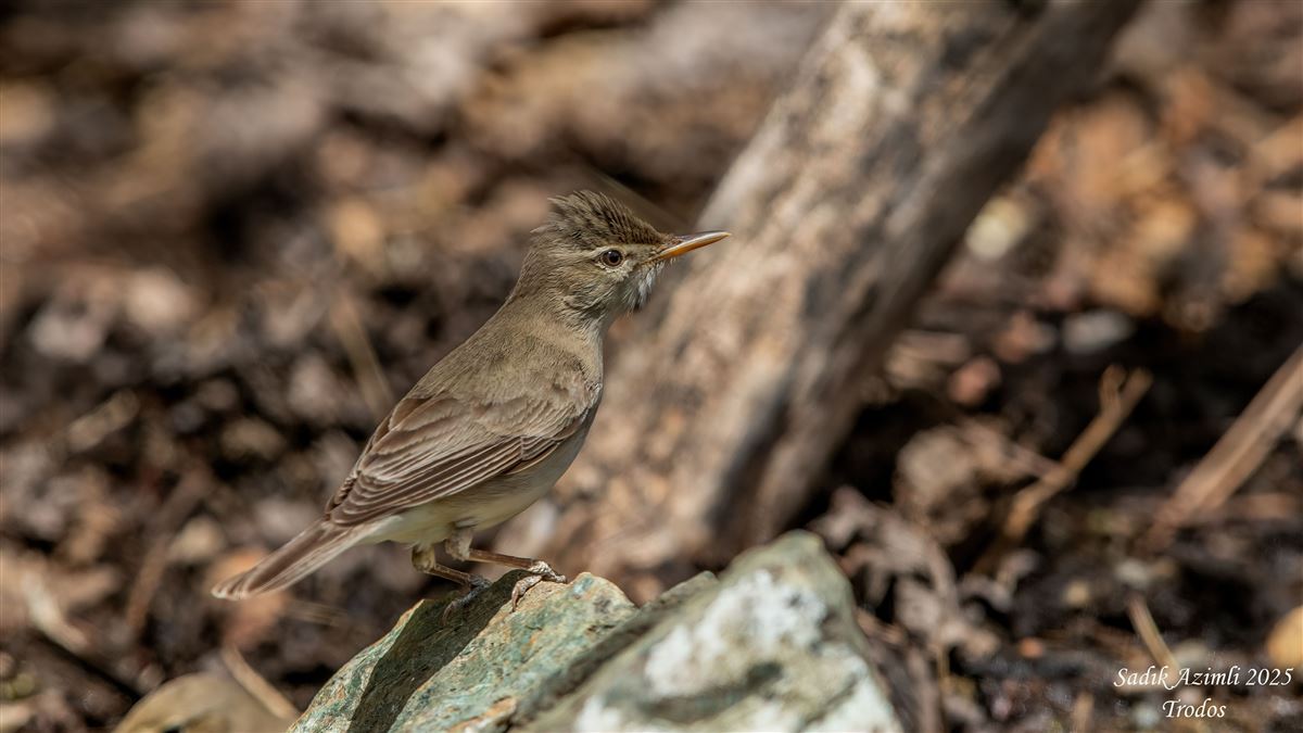 Eastern Olivaceous Warbler
