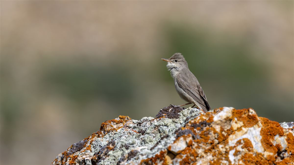 Upcher`s Warbler