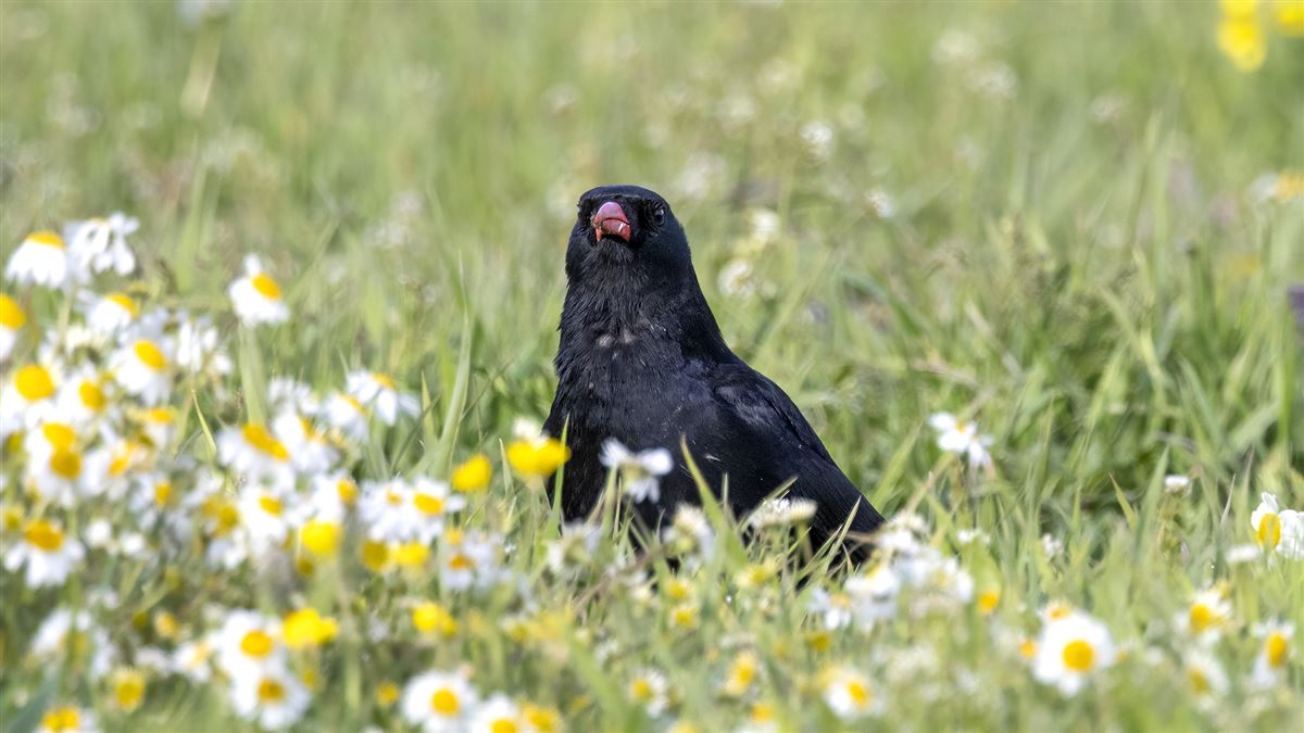 Red-billed Chough