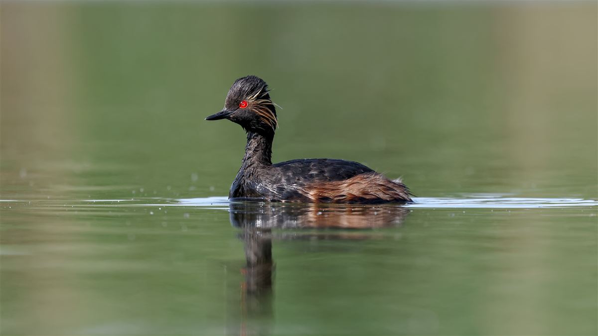 Black-necked Grebe