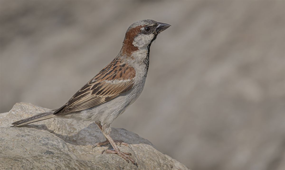 House Sparrow