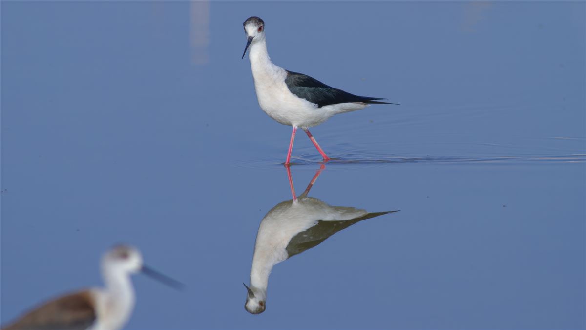 Black-winged Stilt