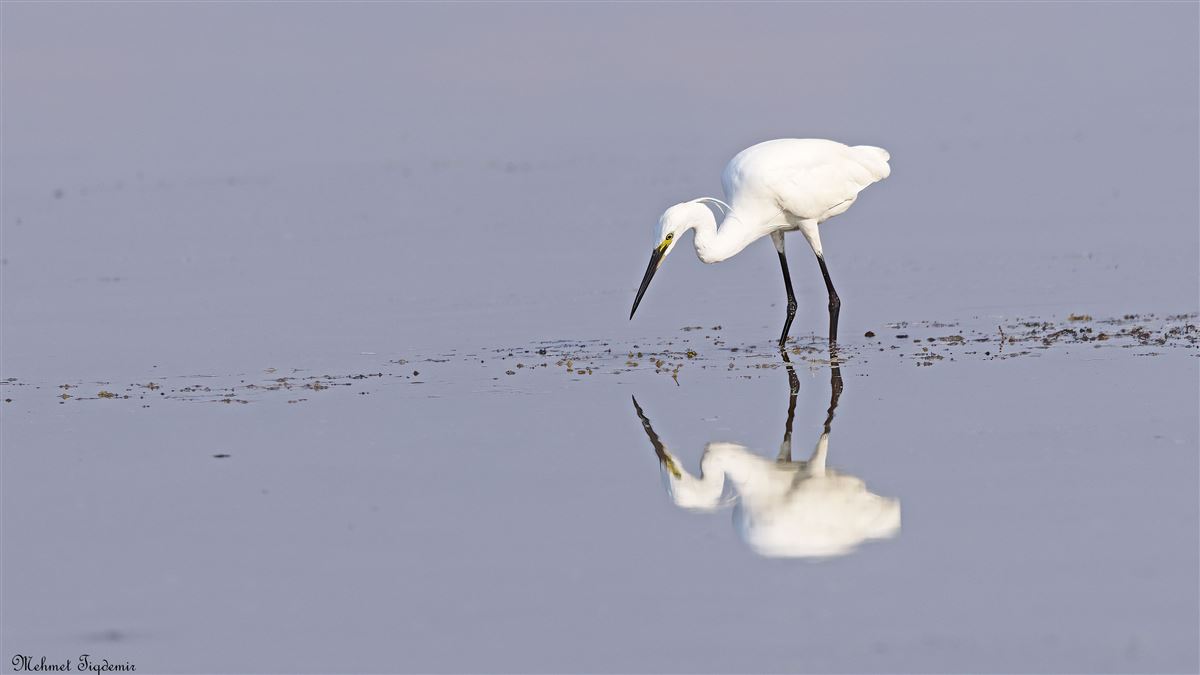 Little Egret