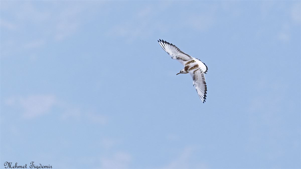 Black-headed Gull