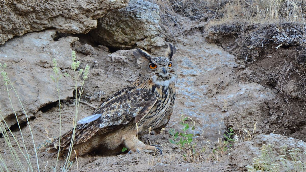 Eurasian Eagle-Owl