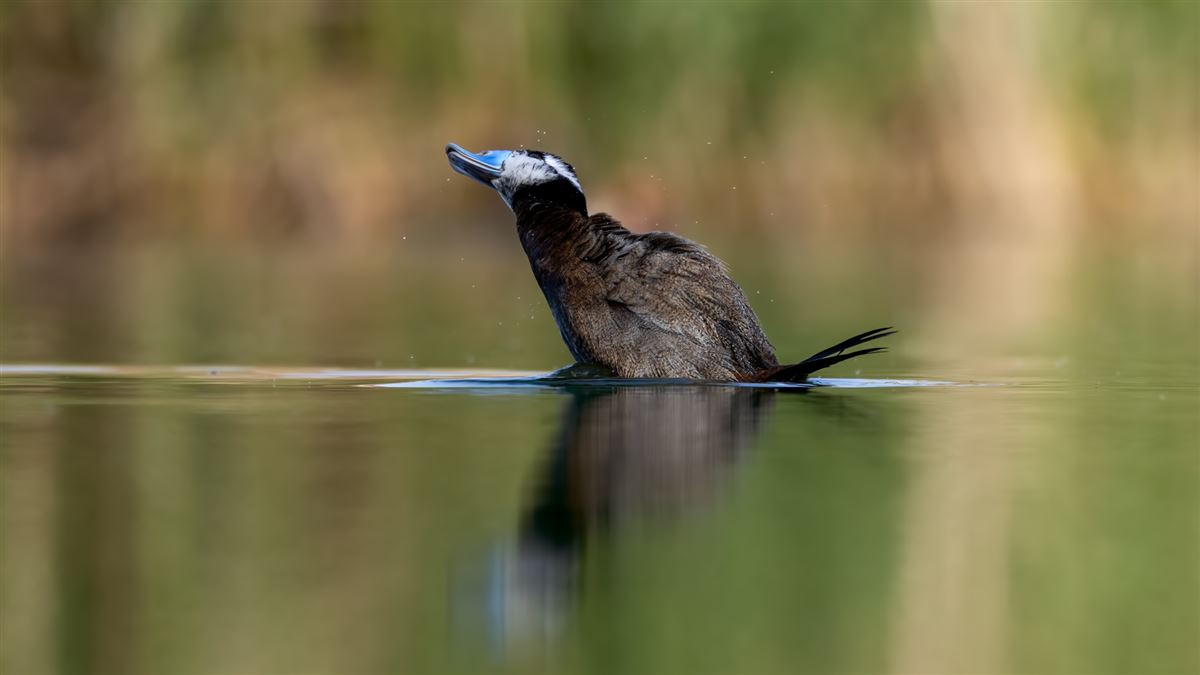 White-headed Duck