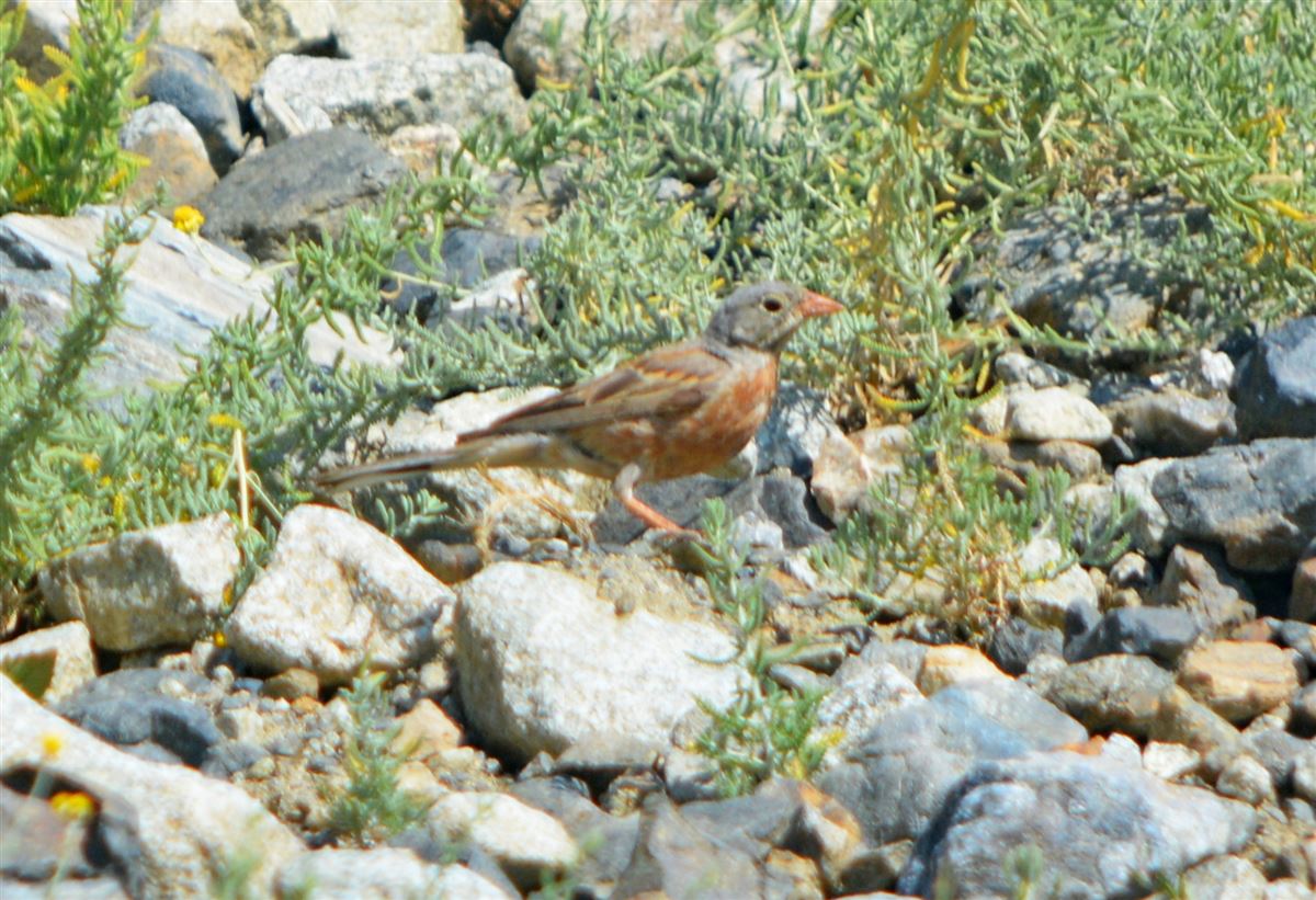Grey-necked Bunting