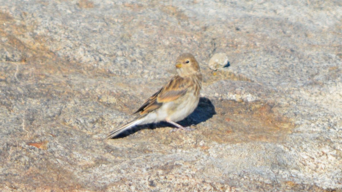 Twite