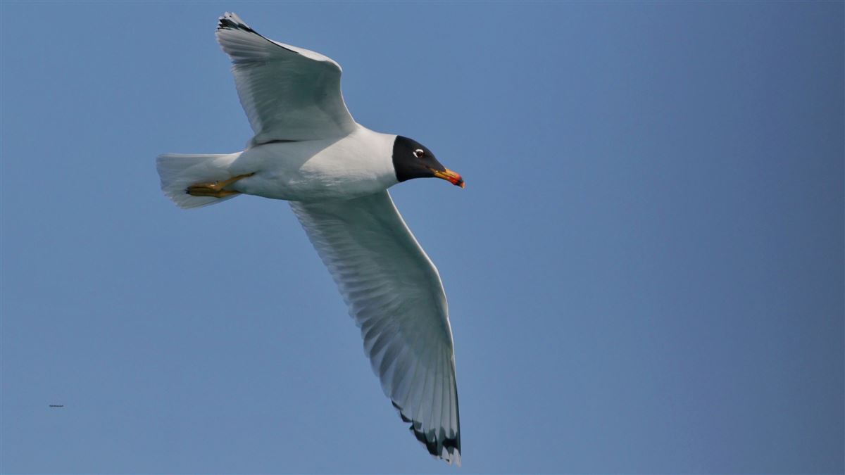 Pallas`s Gull