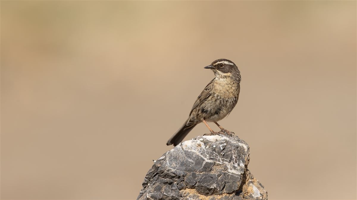 Radde`s Accentor