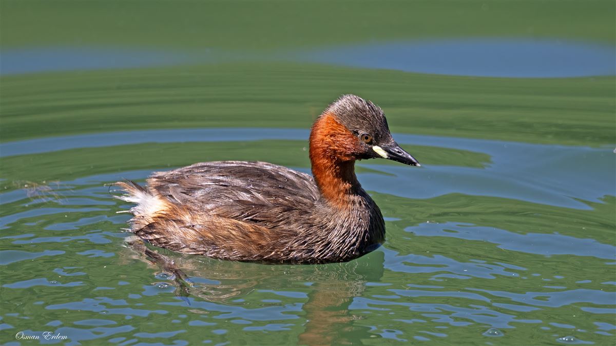 Little Grebe
