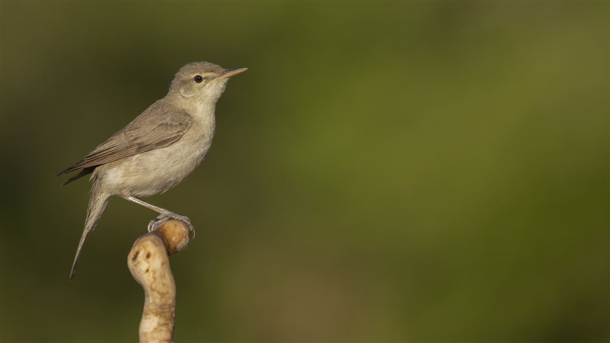 Eastern Olivaceous Warbler