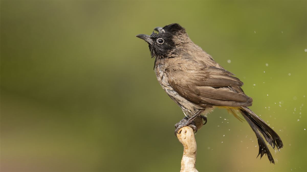 White-spectacled Bulbul