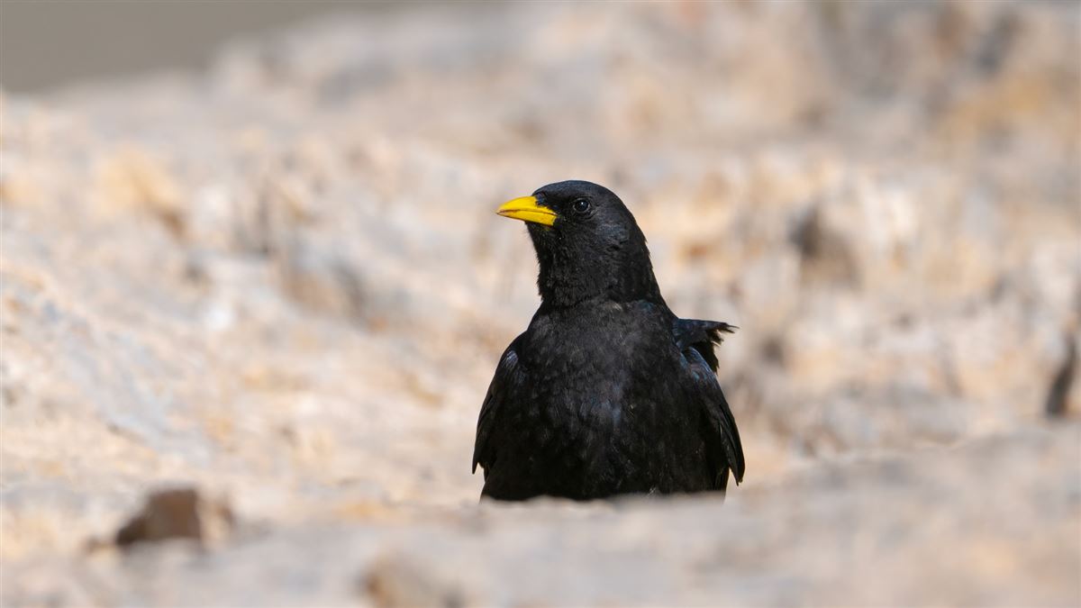 Alpine Chough