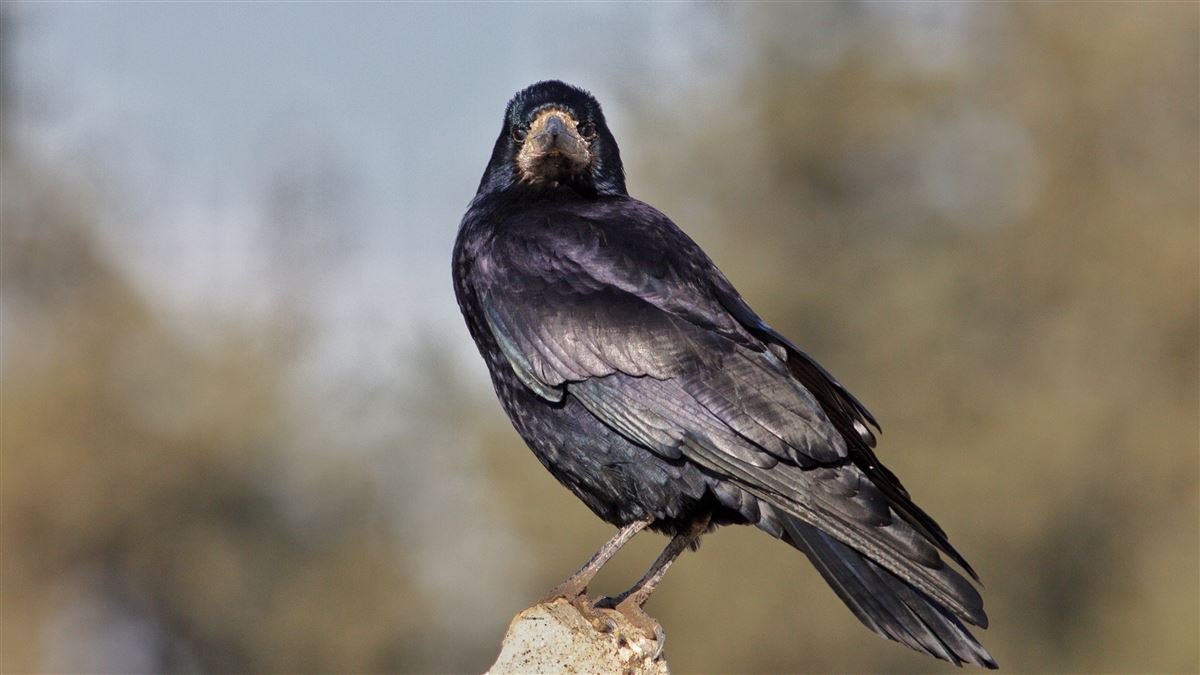 Rook