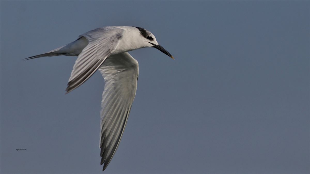 Sandwich Tern