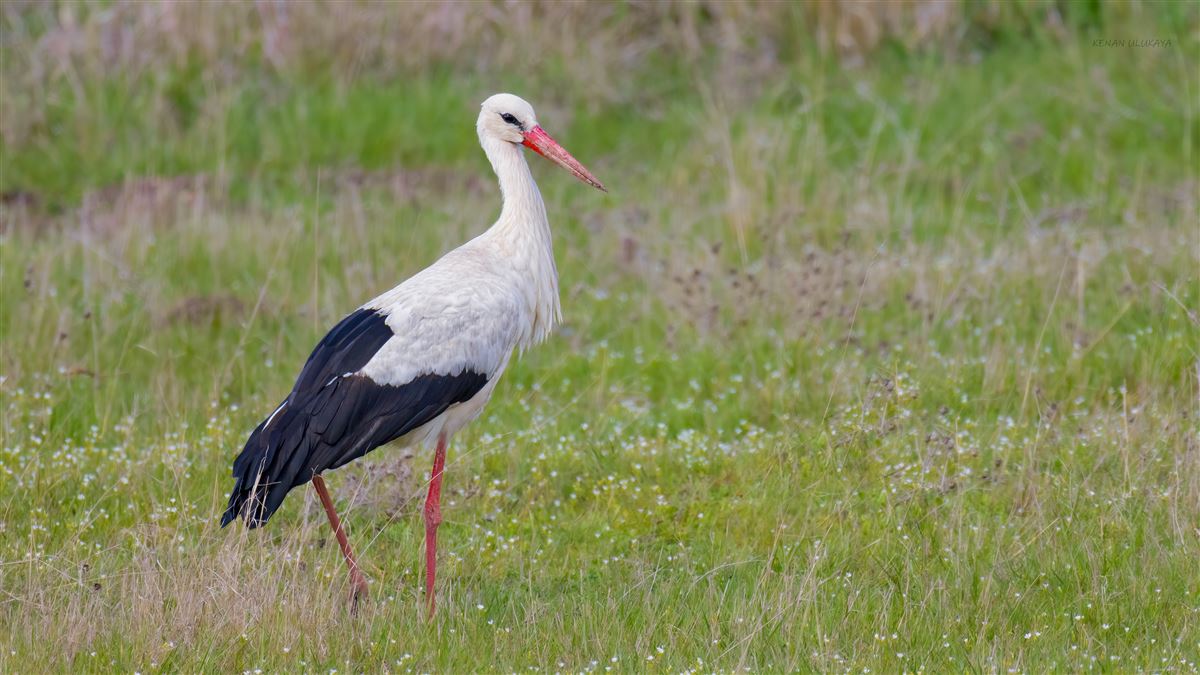 White Stork