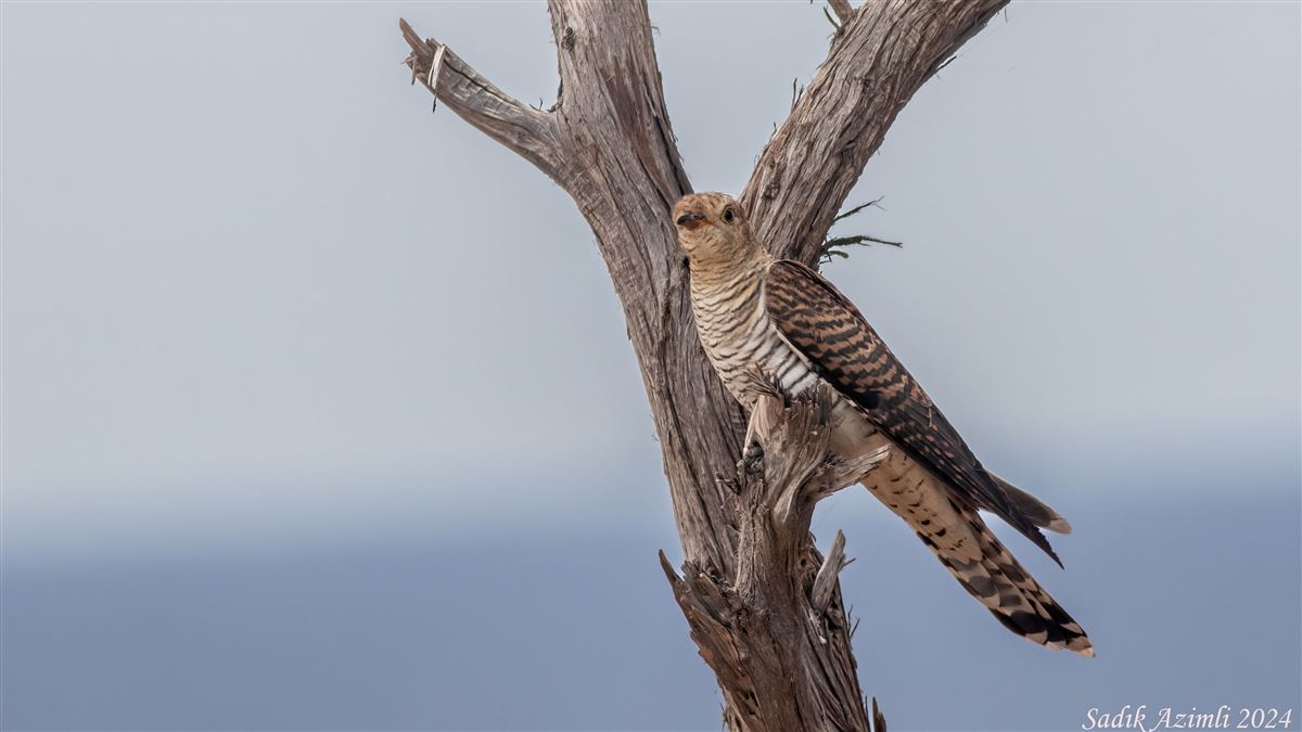 Common Cuckoo