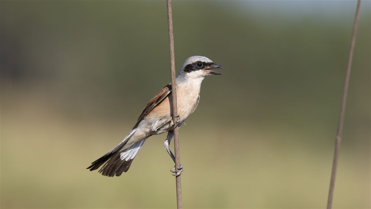 Red-backed Shrike