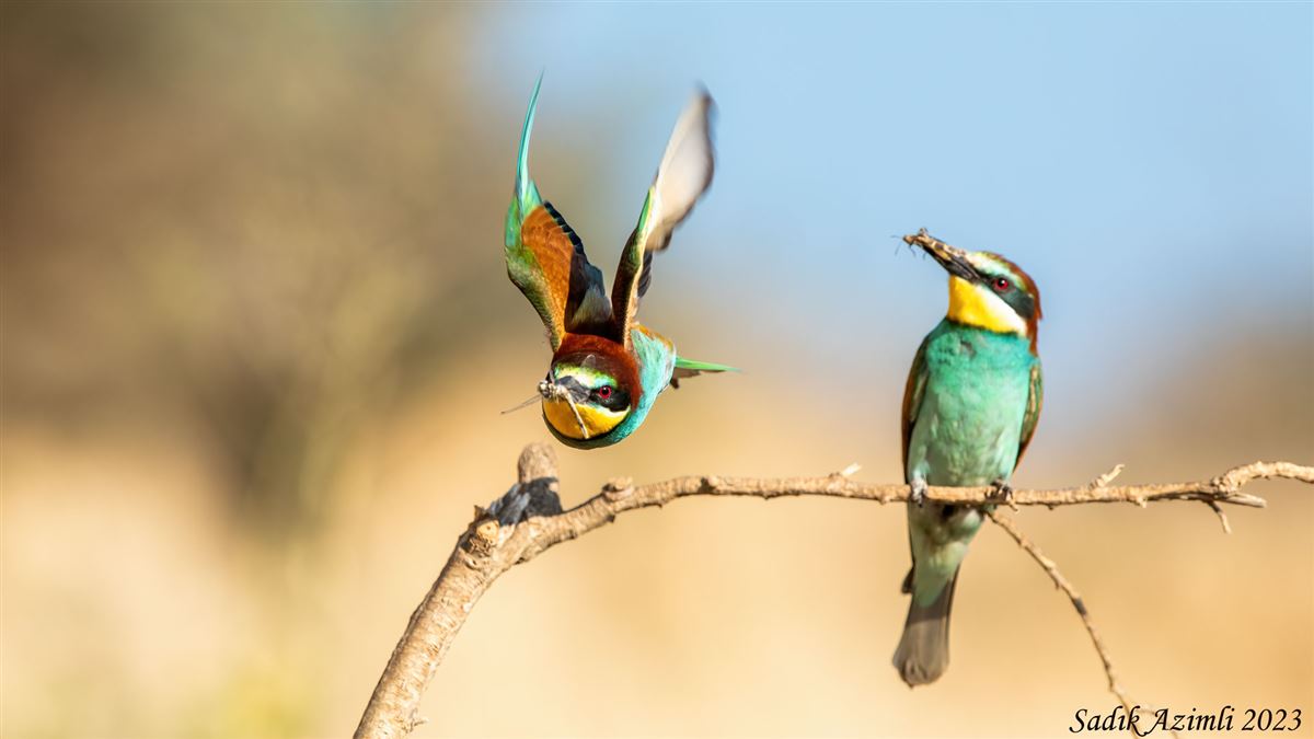 European Bee-eater