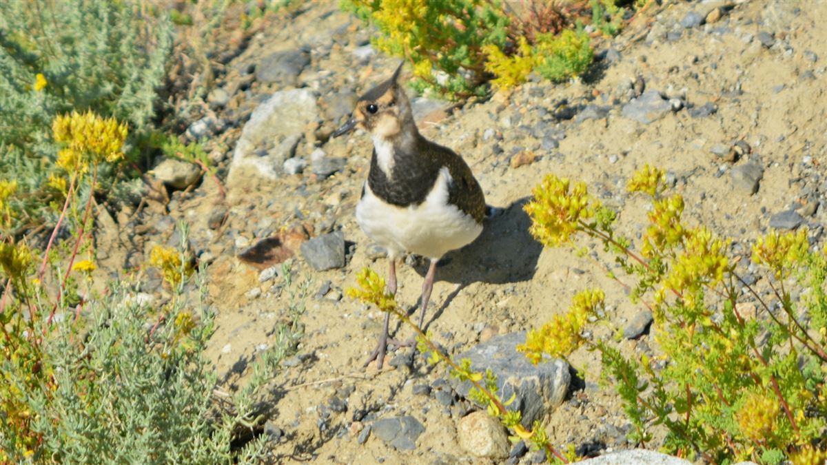 Northern Lapwing