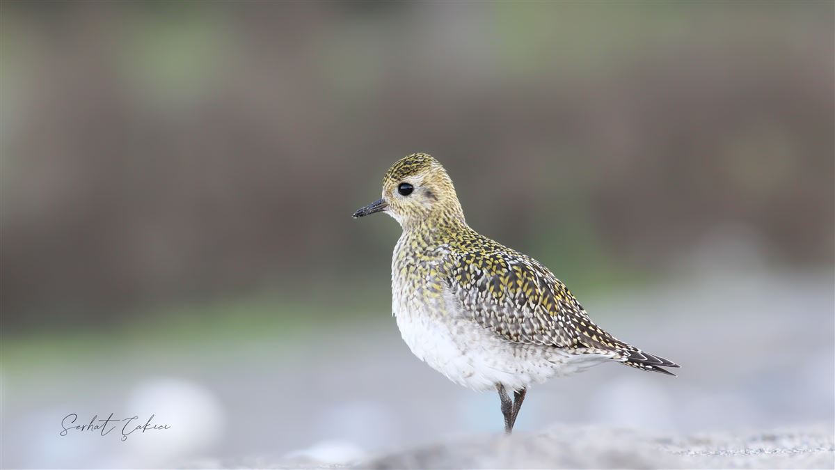 European Golden Plover