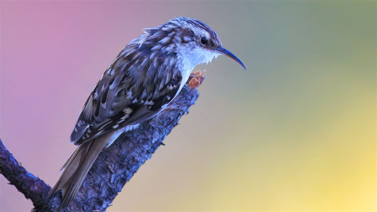 Short-toed Treecreeper