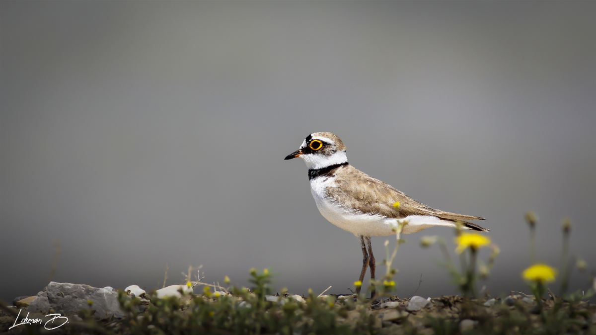 Little Ringed Plover