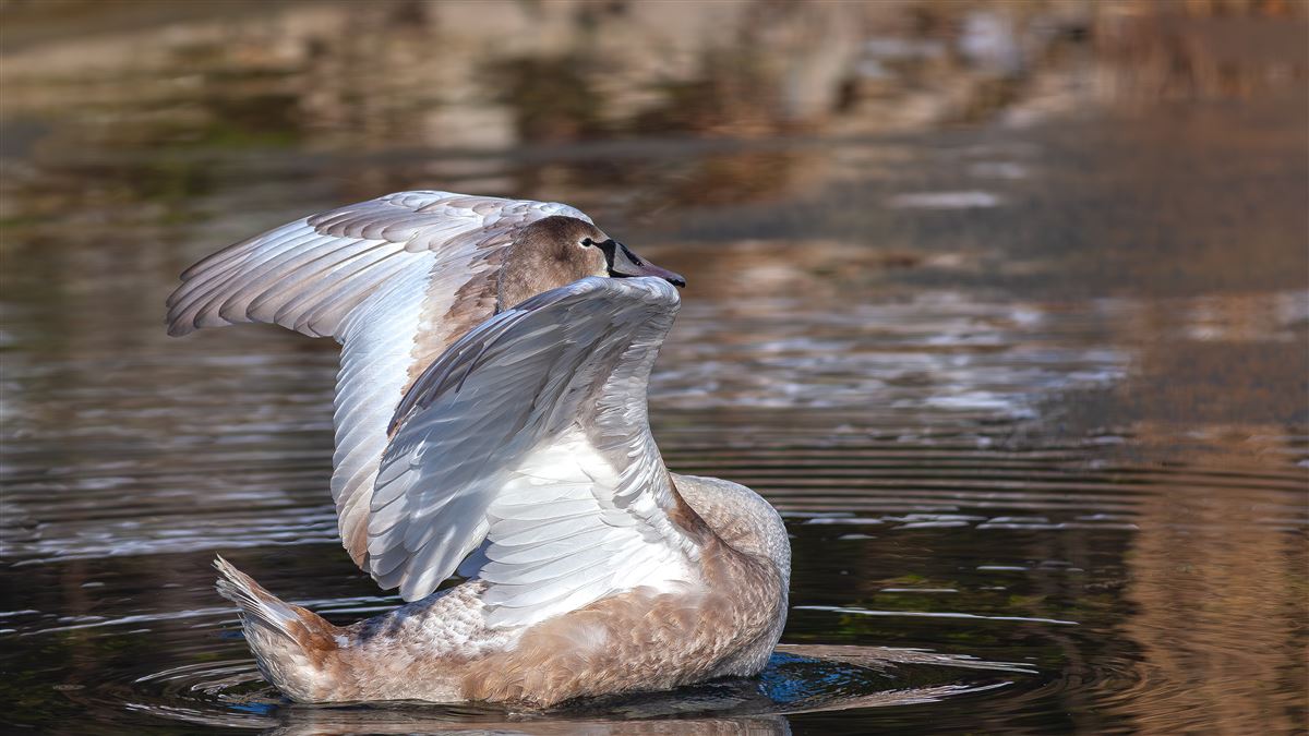 Mute Swan