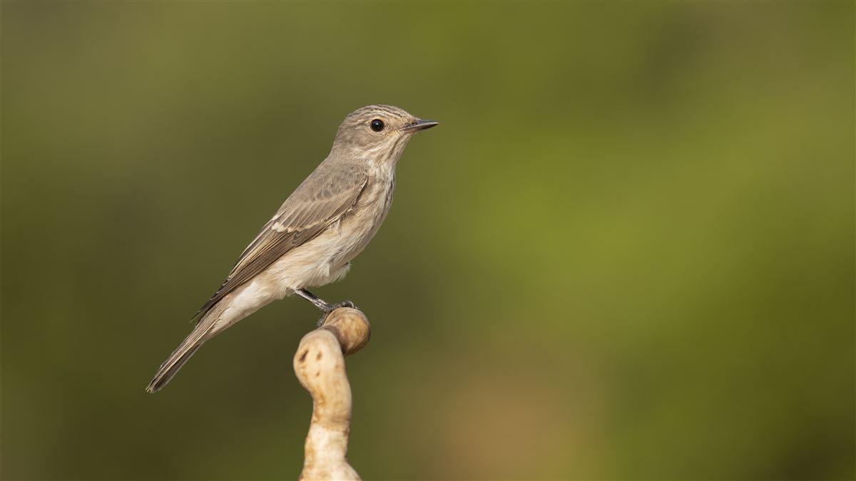 Spotted Flycatcher