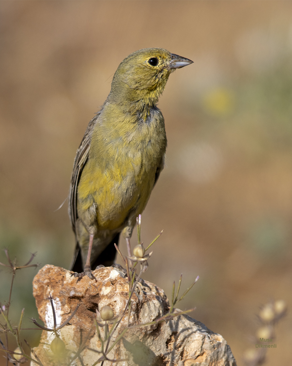 Cinereous Bunting