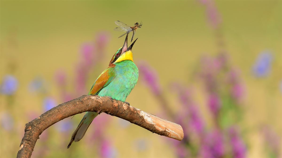 European Bee-eater