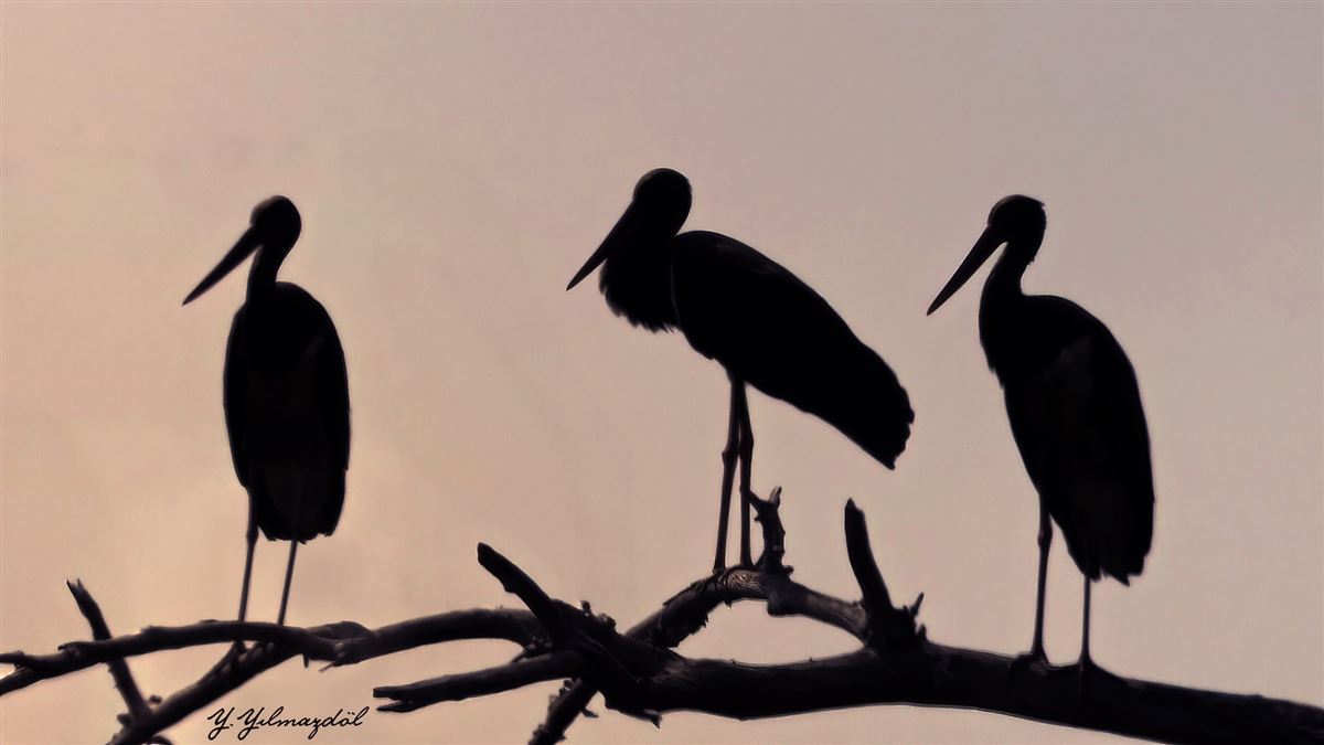 Black Stork