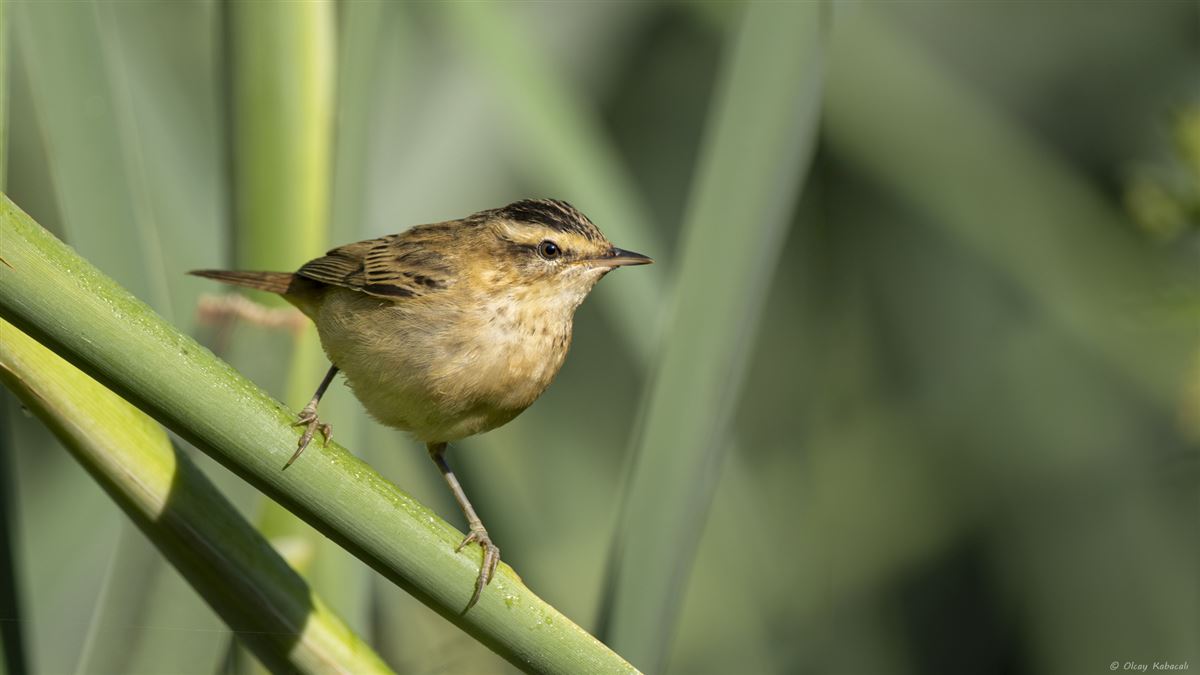Sedge Warbler