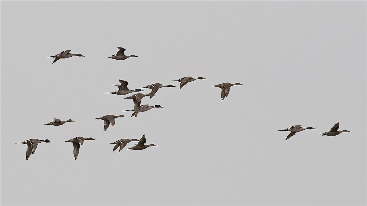 Northern Pintail